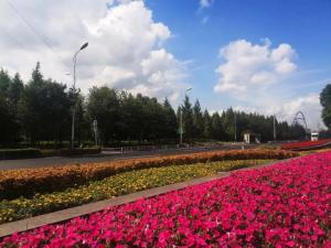 扮靚外環道路，花意盎然迎“雙節”